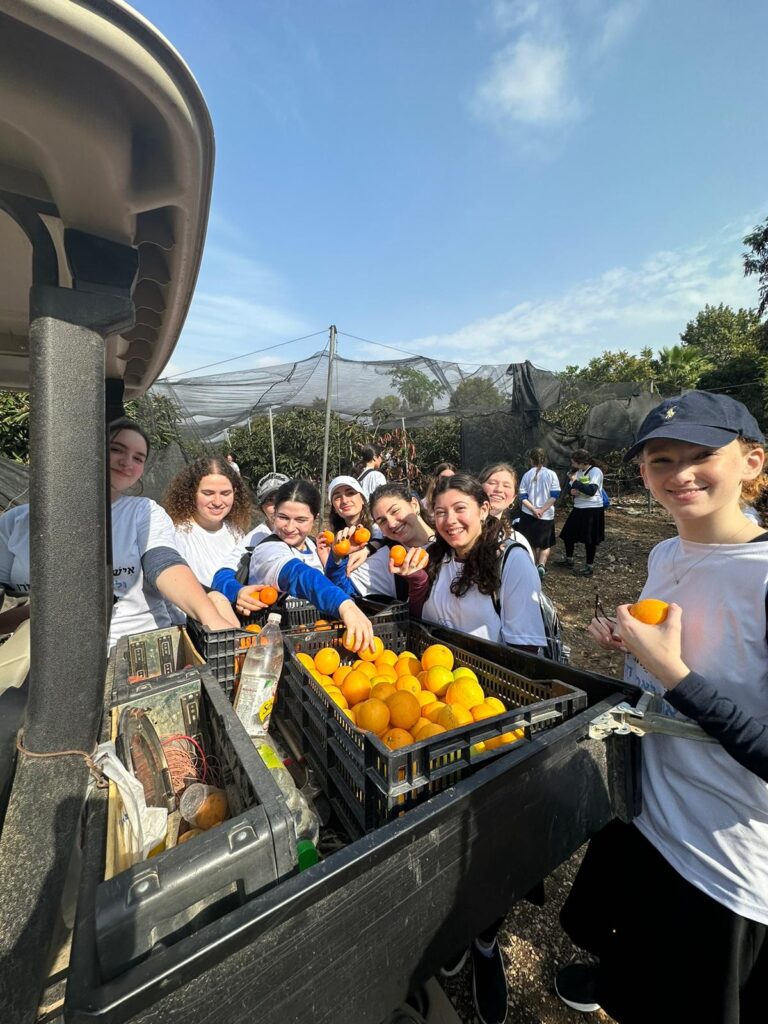 Group of people harvesting oranges into crates